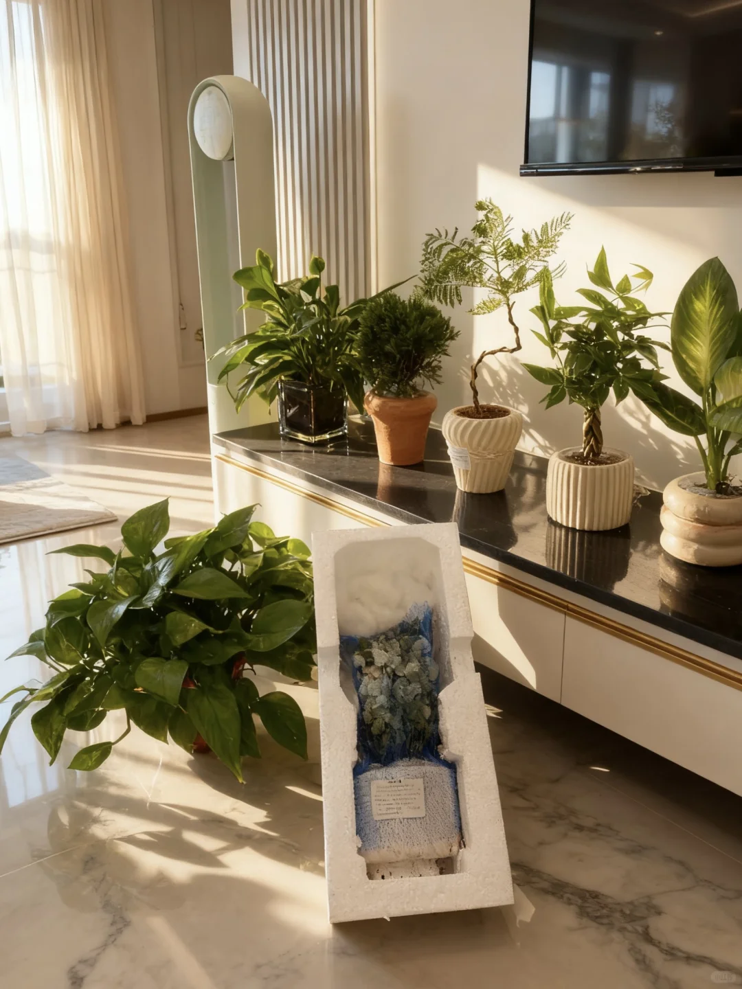 pxx?20➕小绿植?（含花盆！）