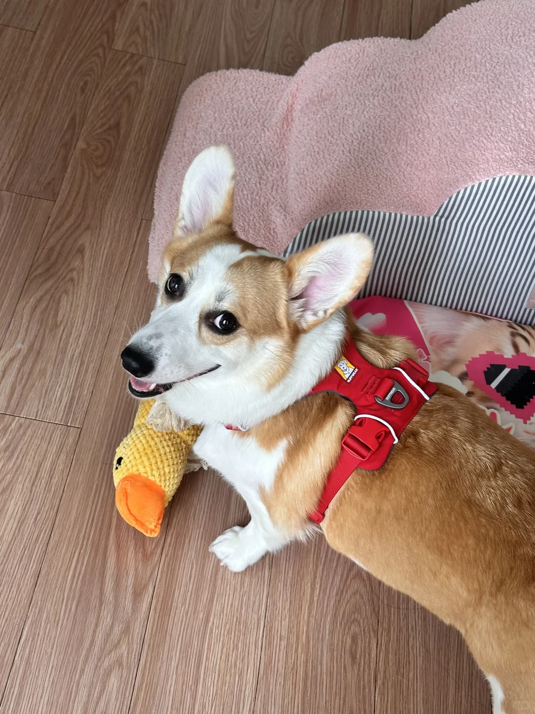 带着小狗探索世界