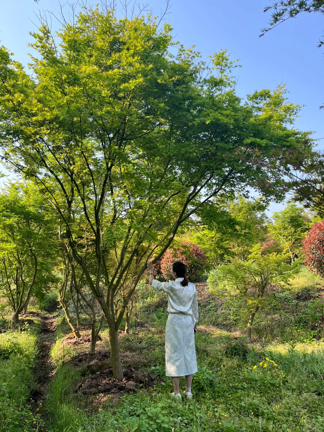 需要一个大院子