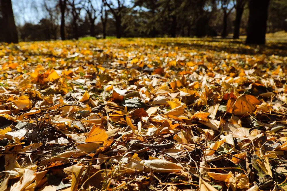 碳中和与绿废处理