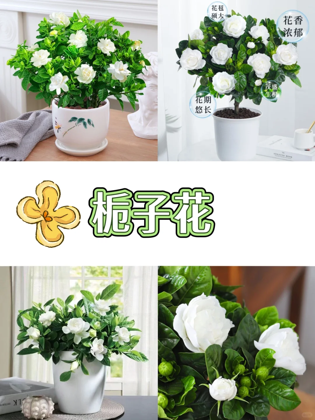 打工人桌面指南‼️自带香气的9⃣️款盆栽