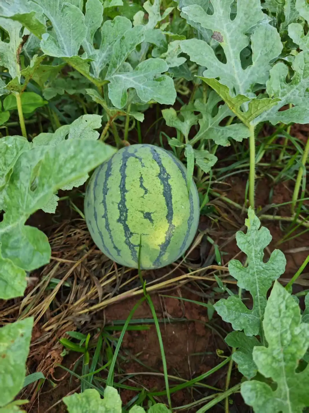 春季的播种迎来了夏季的丰收，自给自足真好