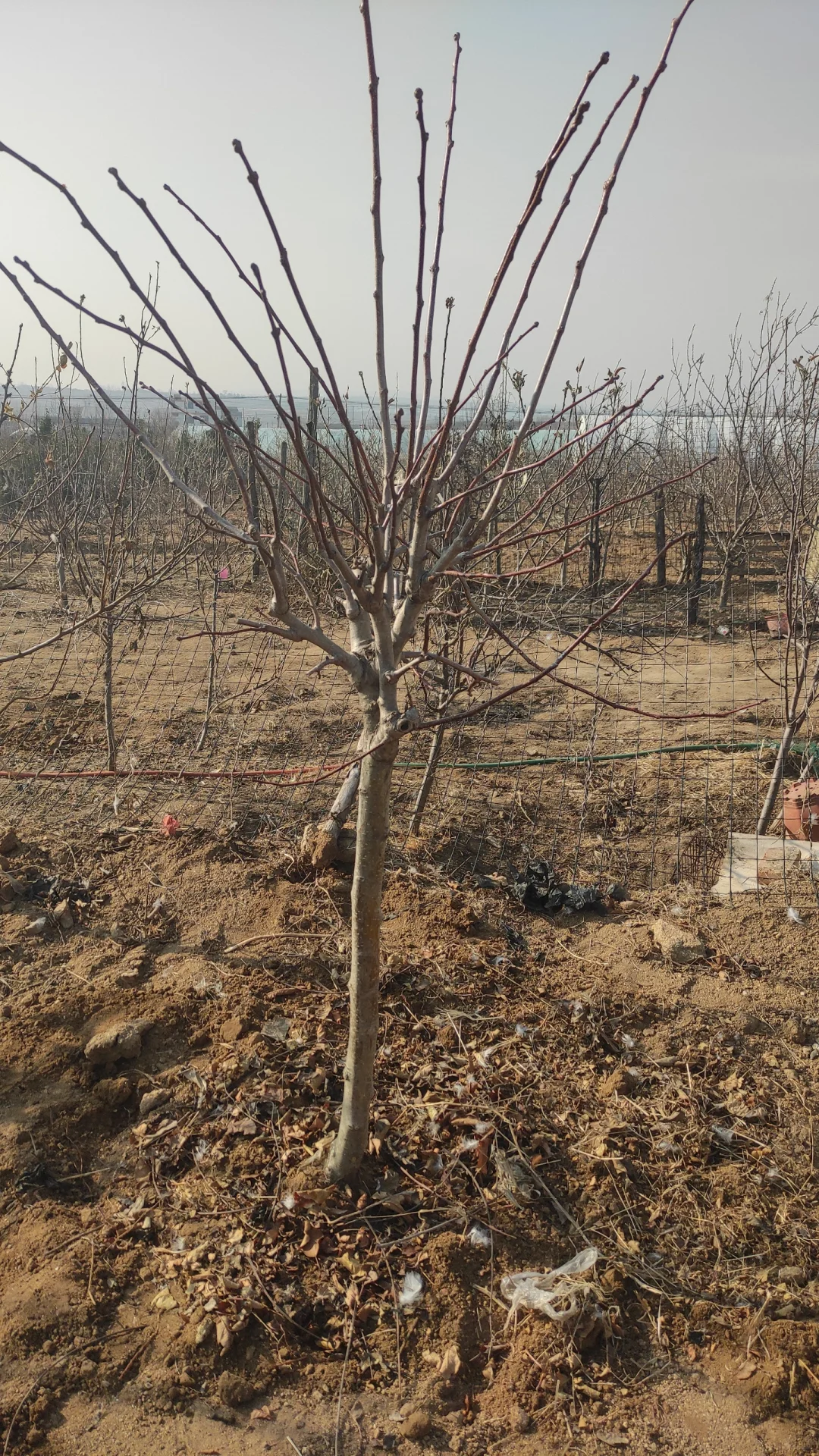 挖到了一家不错的山楂树苗