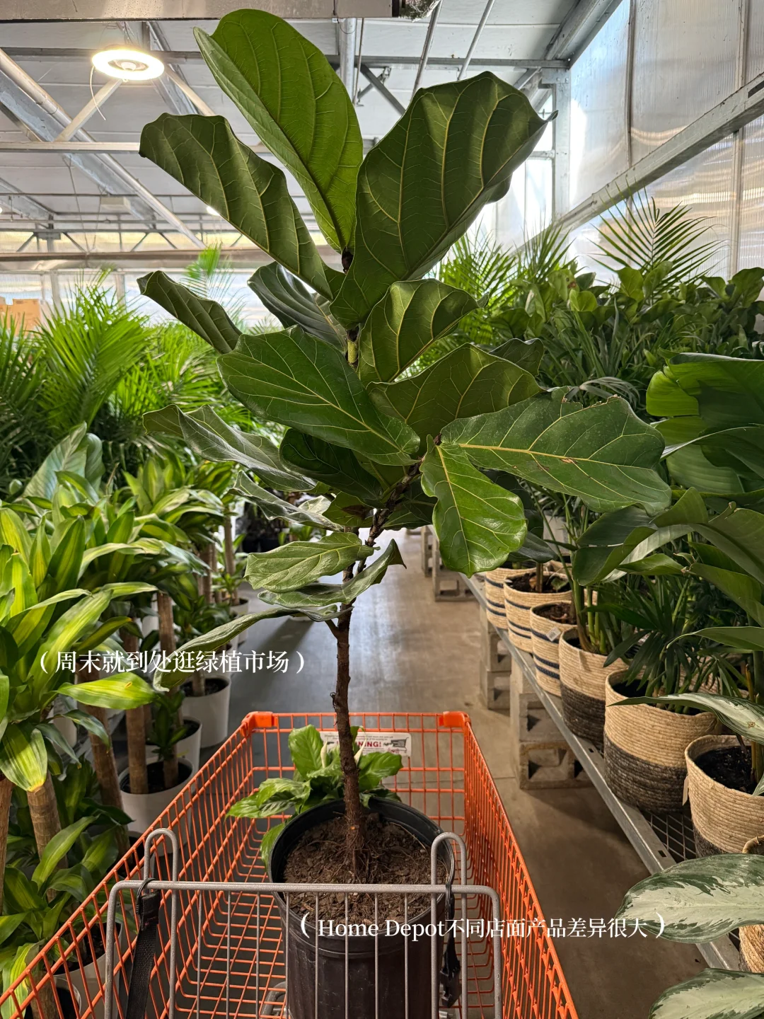 懒人轻松养??氛围感能量绿植分享