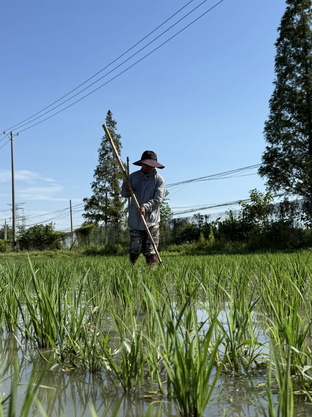 30岁不上班，在苏州种了20亩有机大米