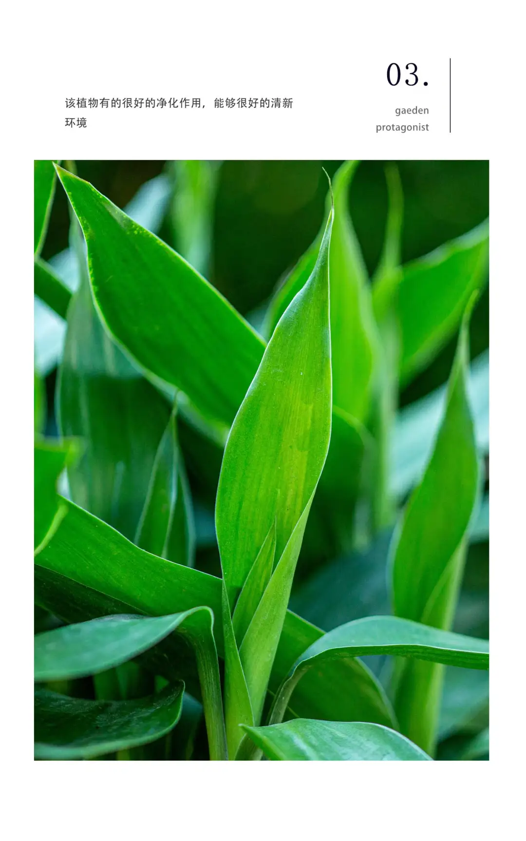 ?新上架！富贵竹盆栽高级感拉满