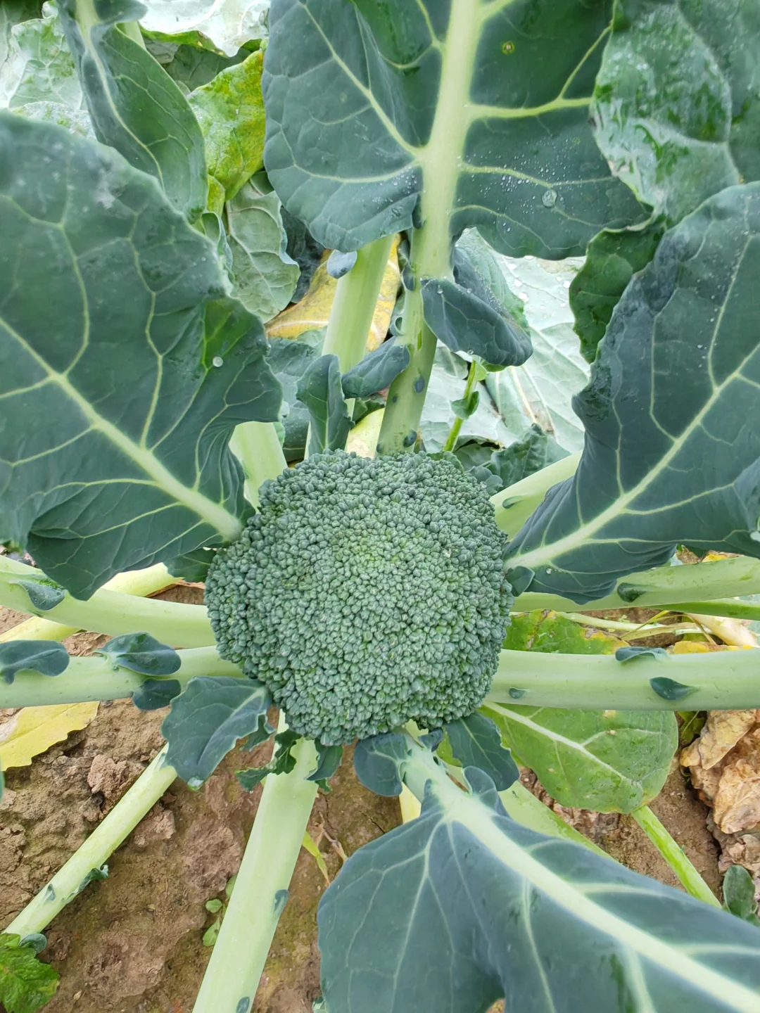 打野之新鲜免费的西兰花?