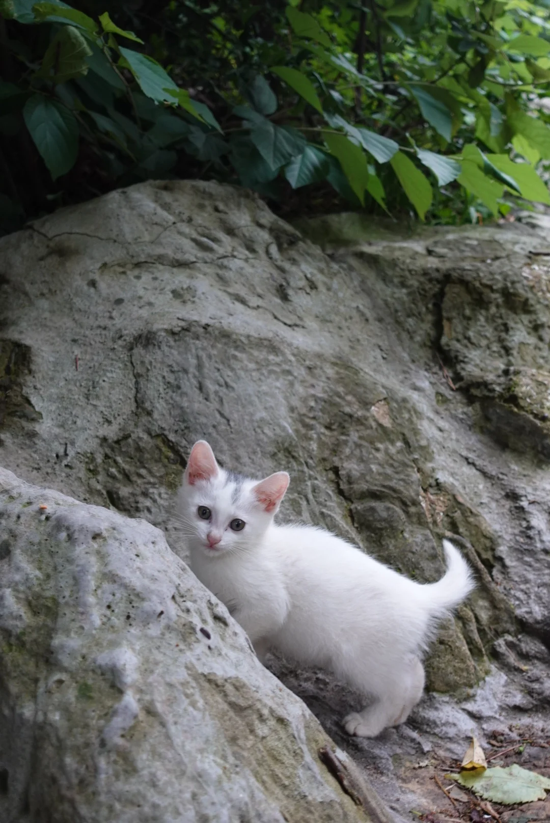 公司要申请高企,调研发费用