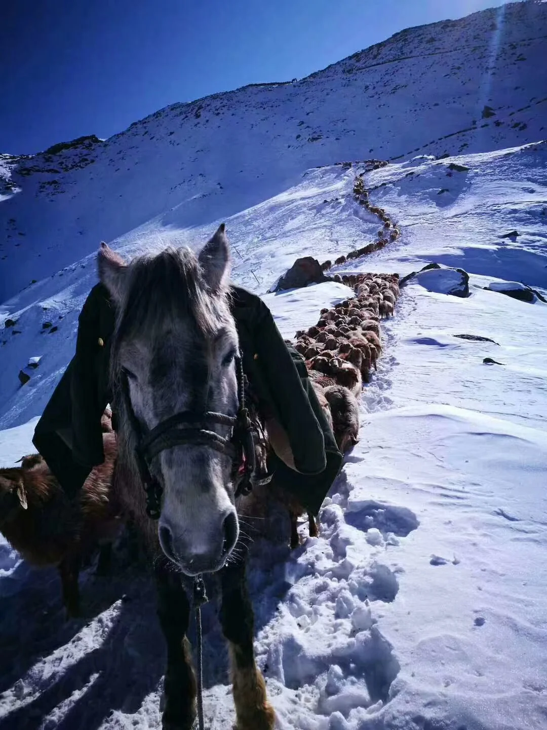 源自大美草原的馈赠 | 天然牧养牛羊肉