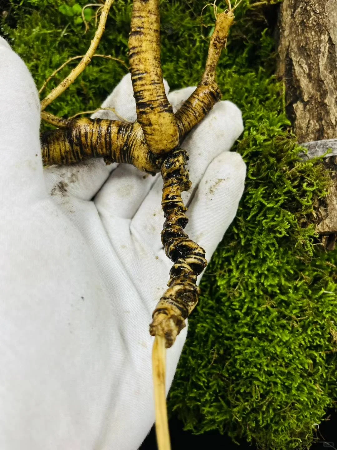 今日份野山参：放山老山参，22克，4指多卢头