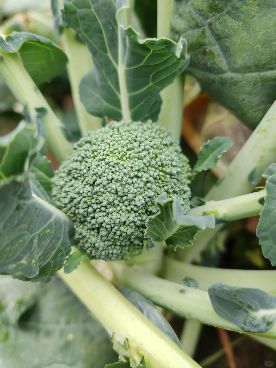 打野之新鲜免费的西兰花?