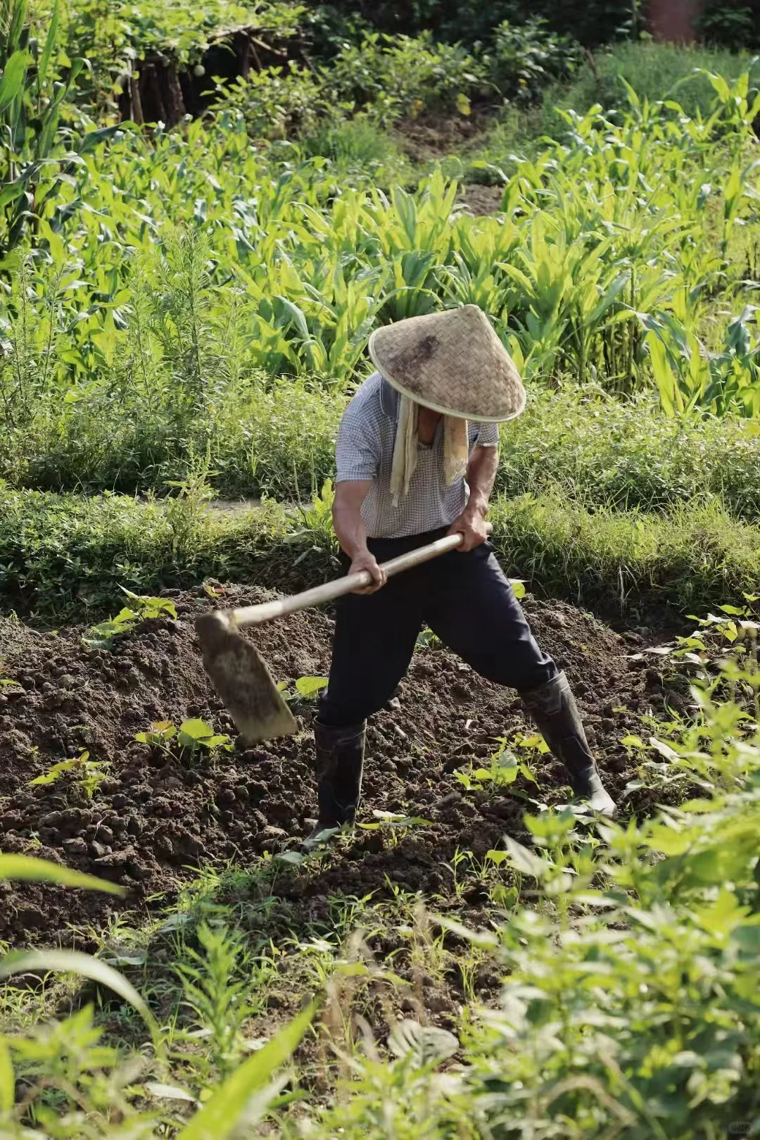 永嘉楠溪江畔的劳动者