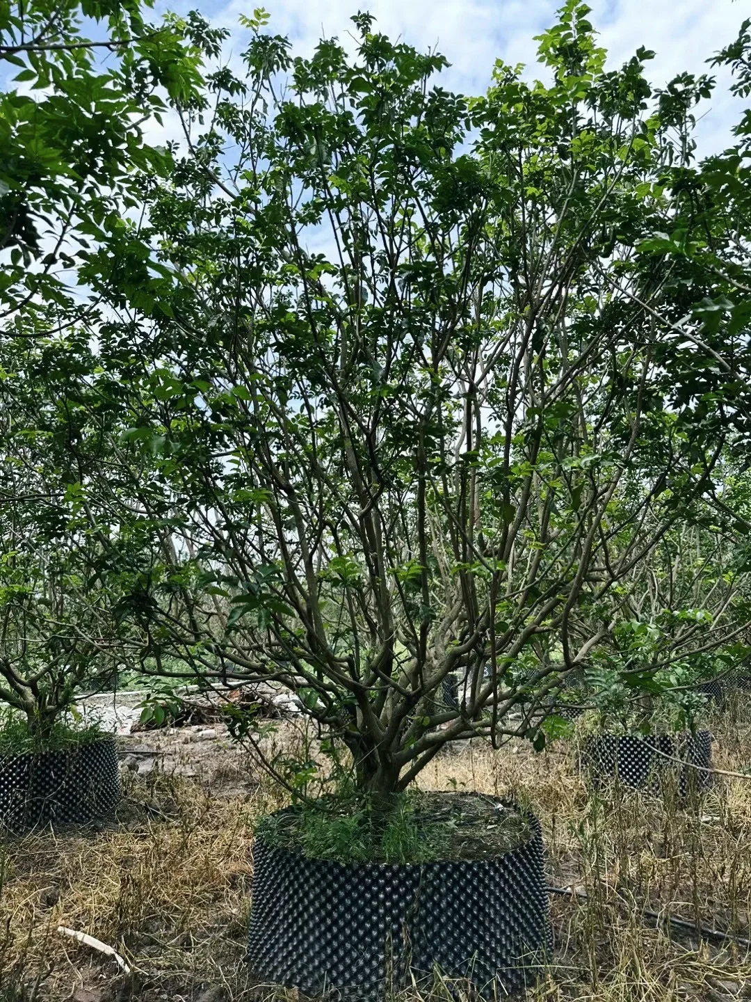 优等黄皮移植树苗