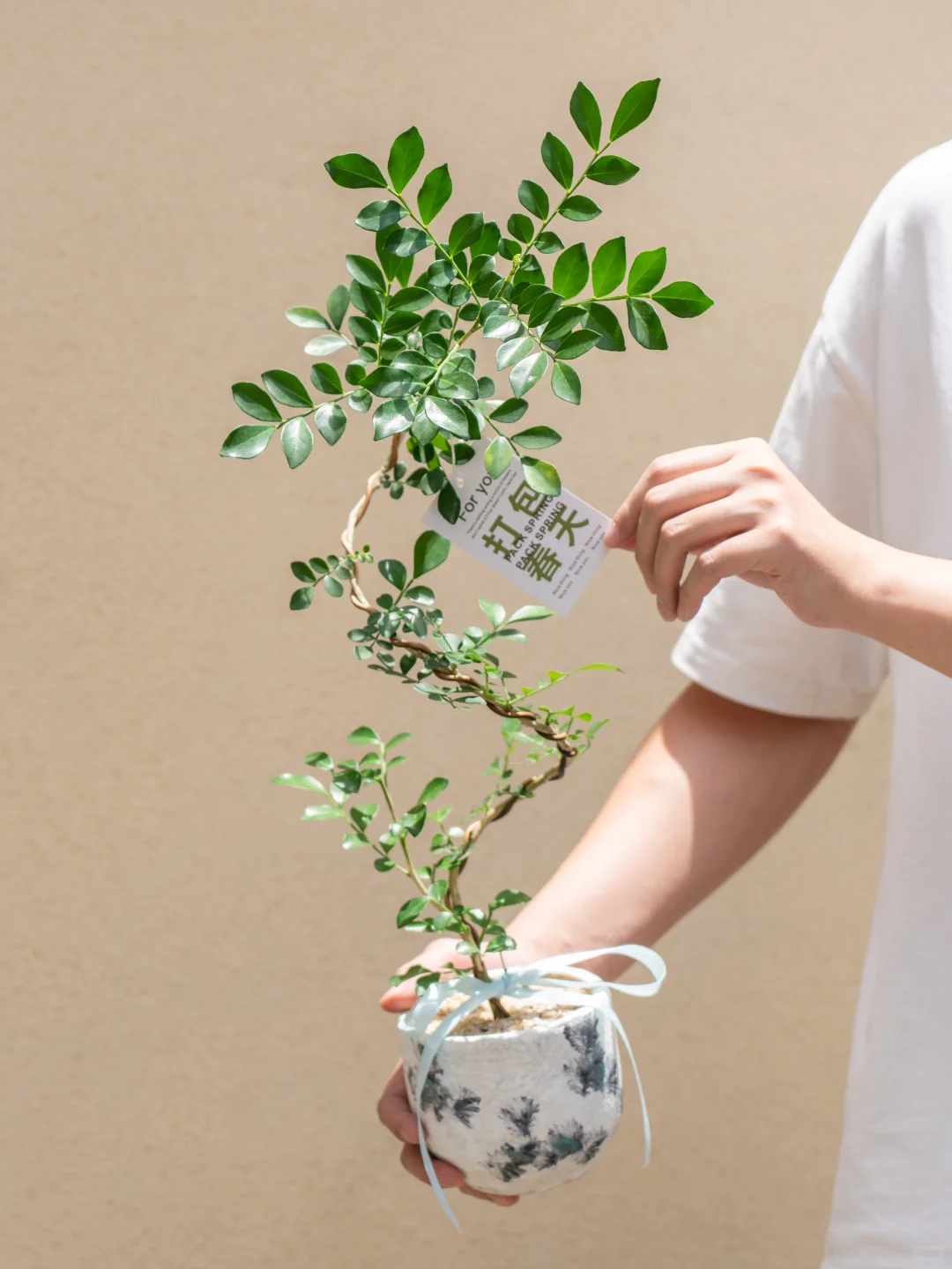 一进门就为这九里香着迷！??