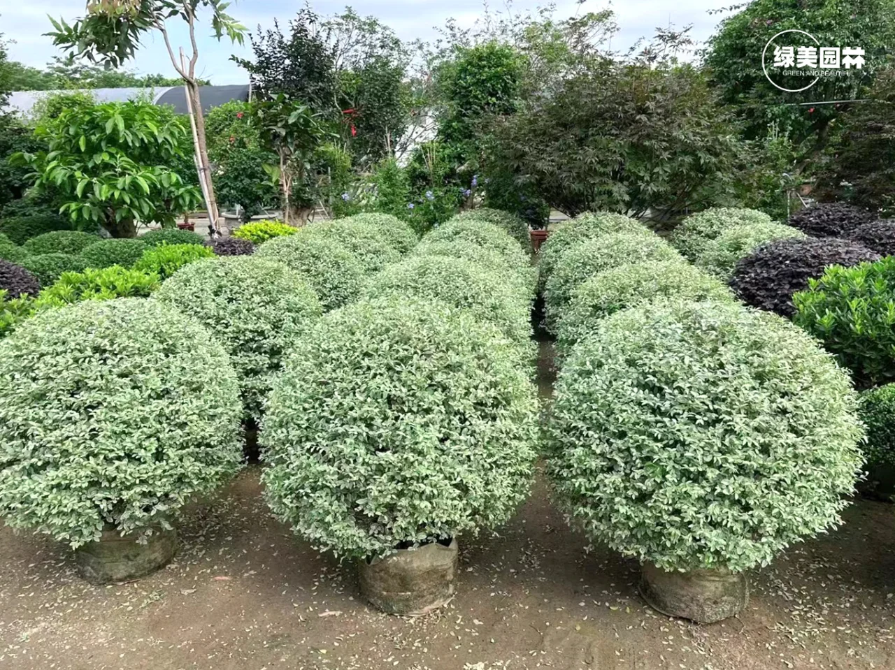 手把手教你苗木应该要怎么挑选呢?