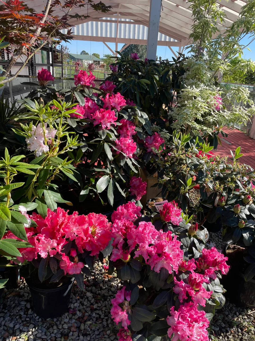 悉尼华人苗圃Camden Nurseries