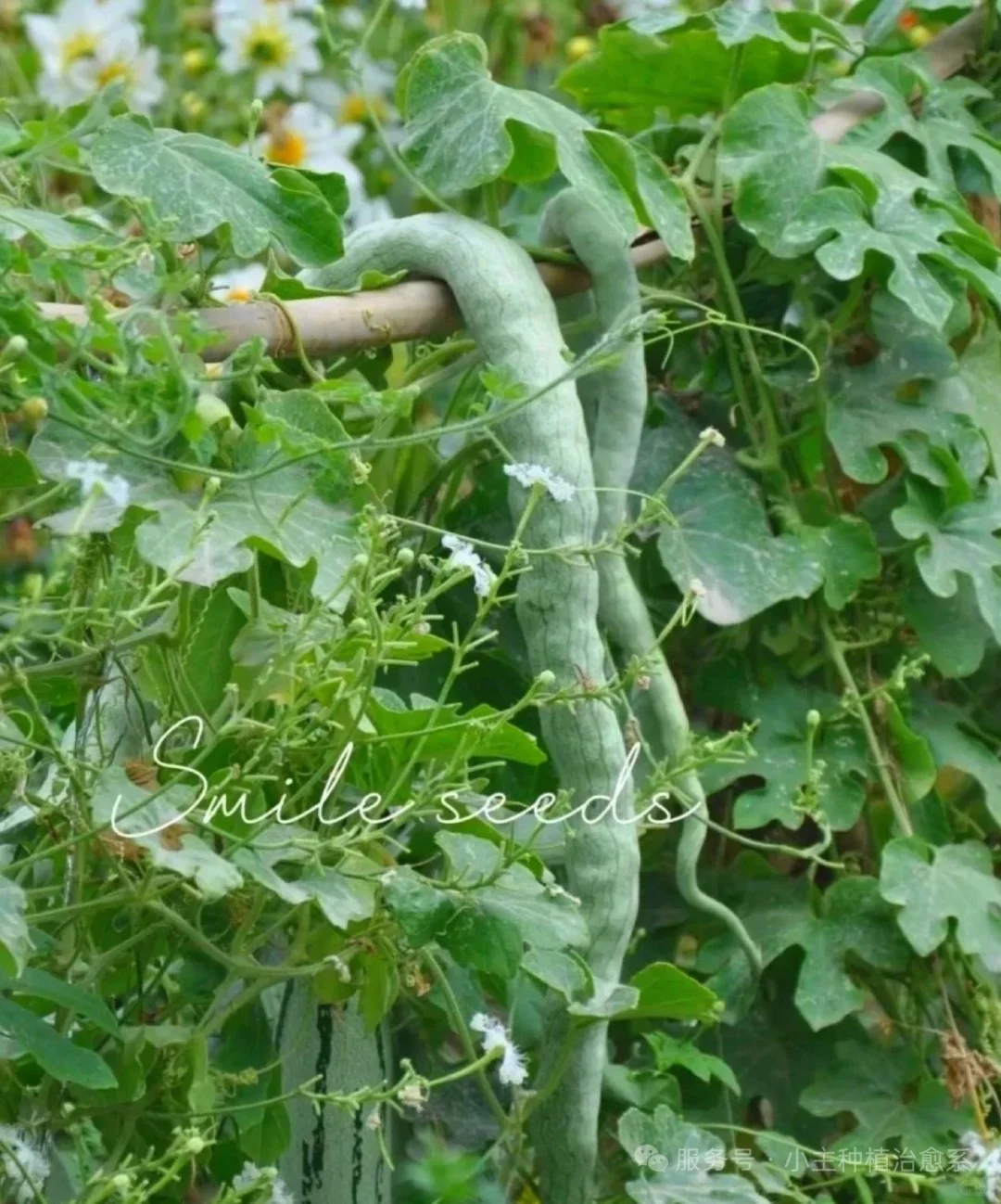 农村菜园惊现“活蛇”？