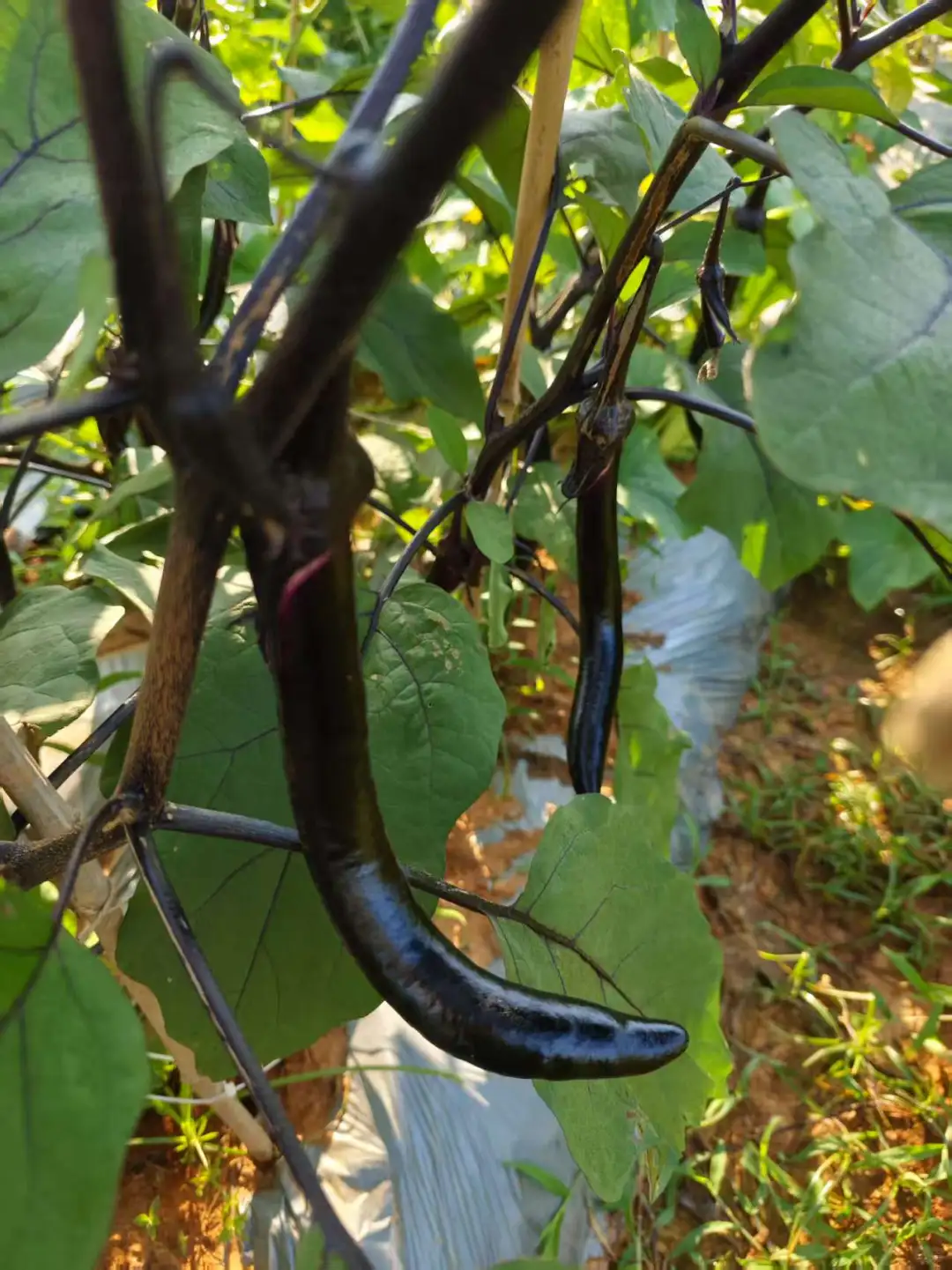 春季的播种迎来了夏季的丰收，自给自足真好