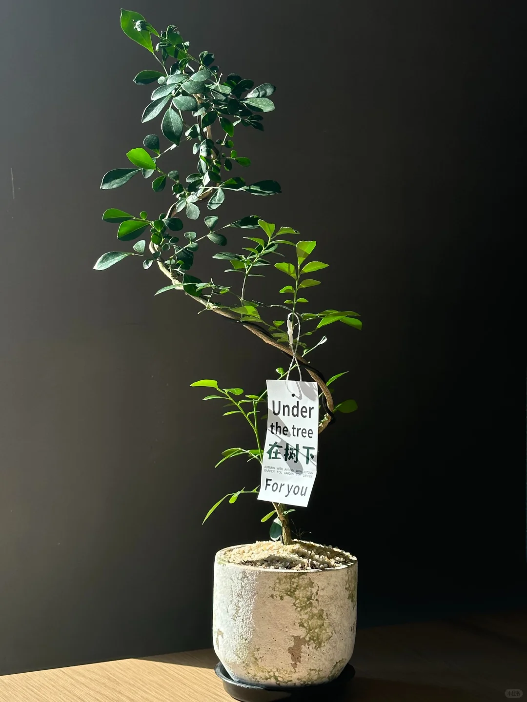 生命真是奇妙又美好的?