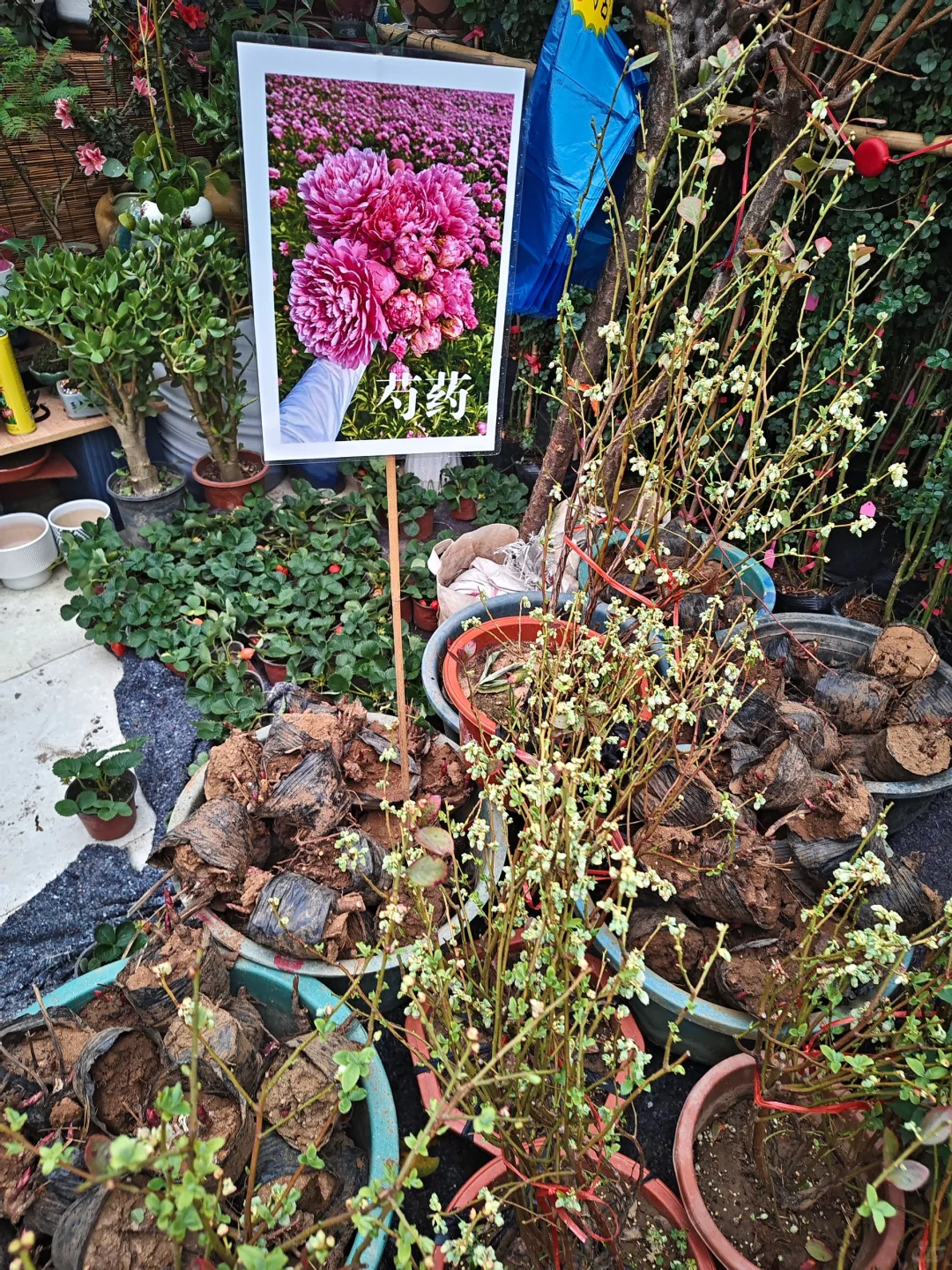 银川需要种树的小伙伴们看过来