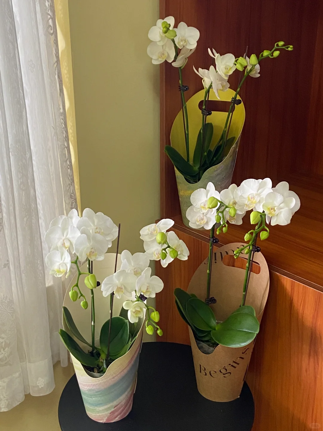 教师节盆栽～扬州花店