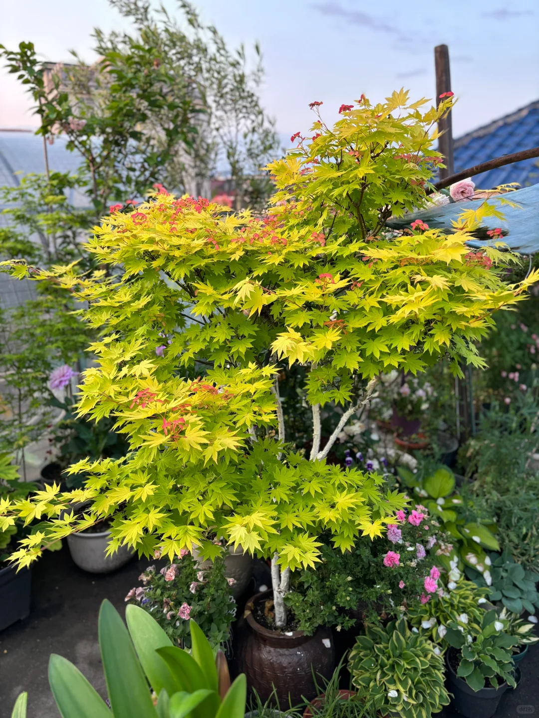 枫叶-约旦（普货中的战斗机）