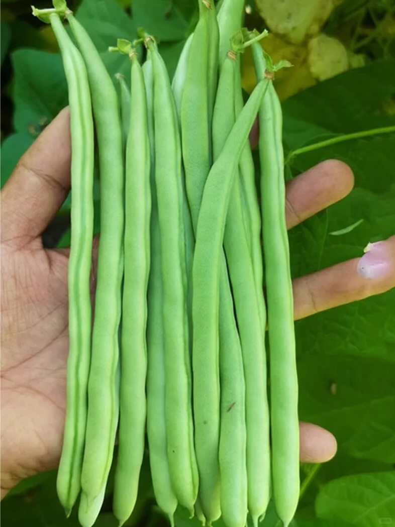 2025年常见蔬菜种植时间来了，抓紧收藏