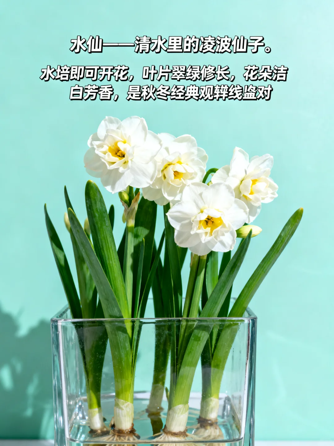 这 9 种 “超长待机” 花，美到能开 100 天