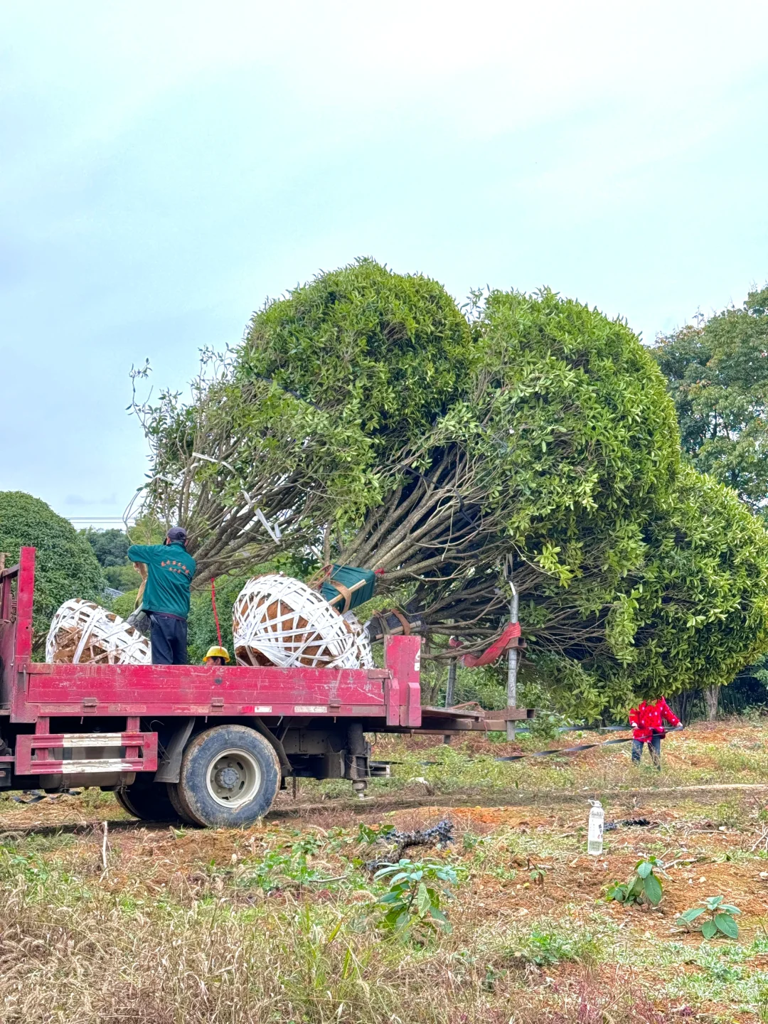今天两大车桂花发往杭州??