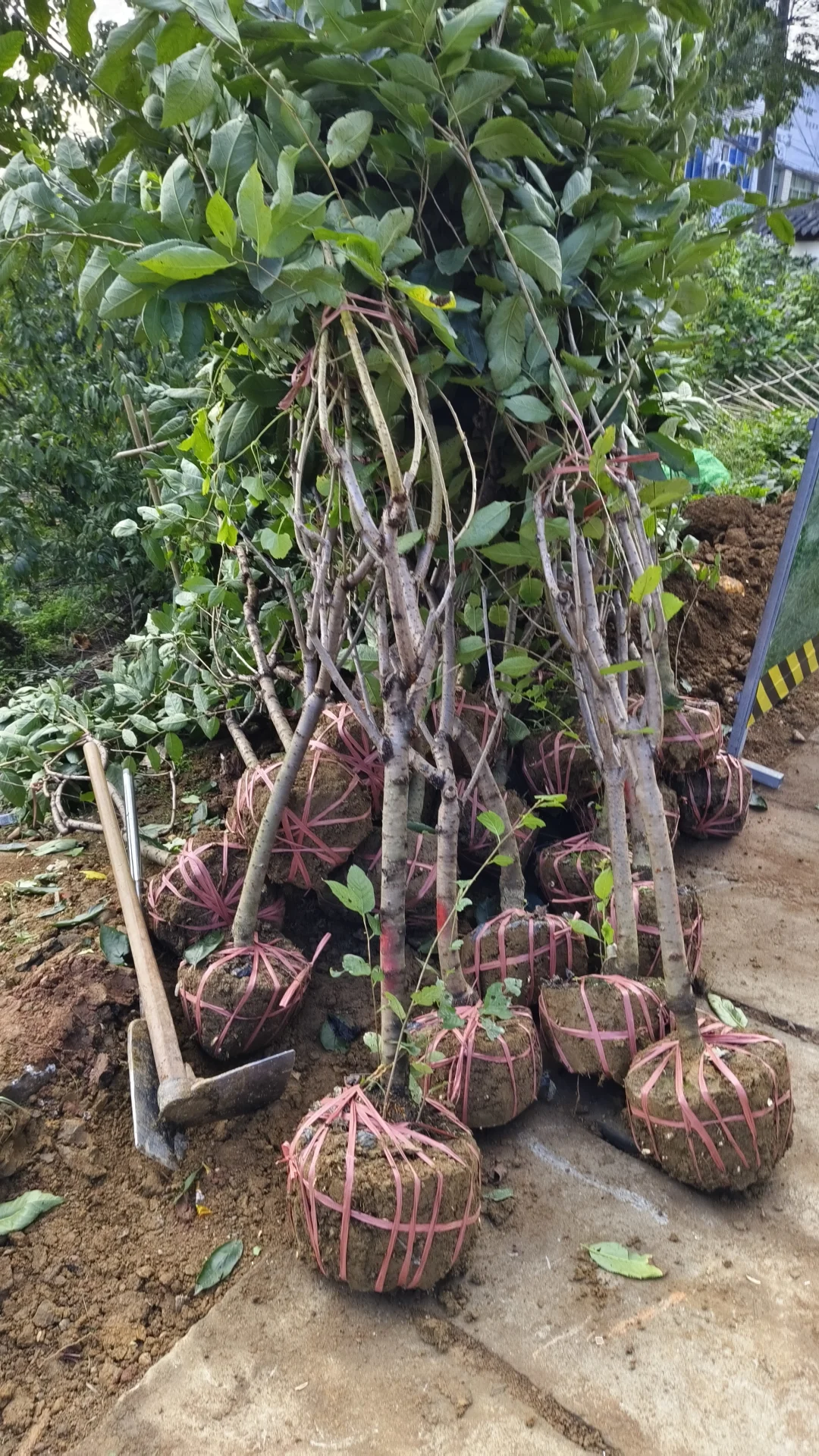 成都龙泉驿区果树苗基地