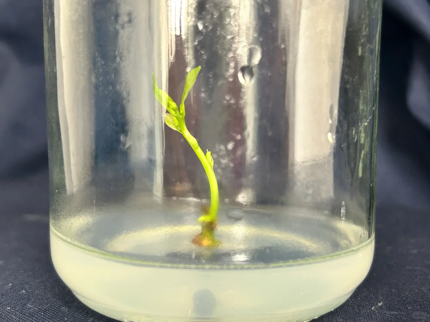 读研日记｜木本植物组织培养实验太神奇了