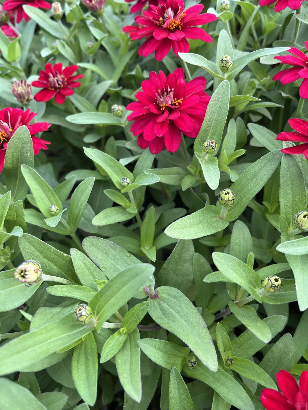 《百日菊，繁花》
