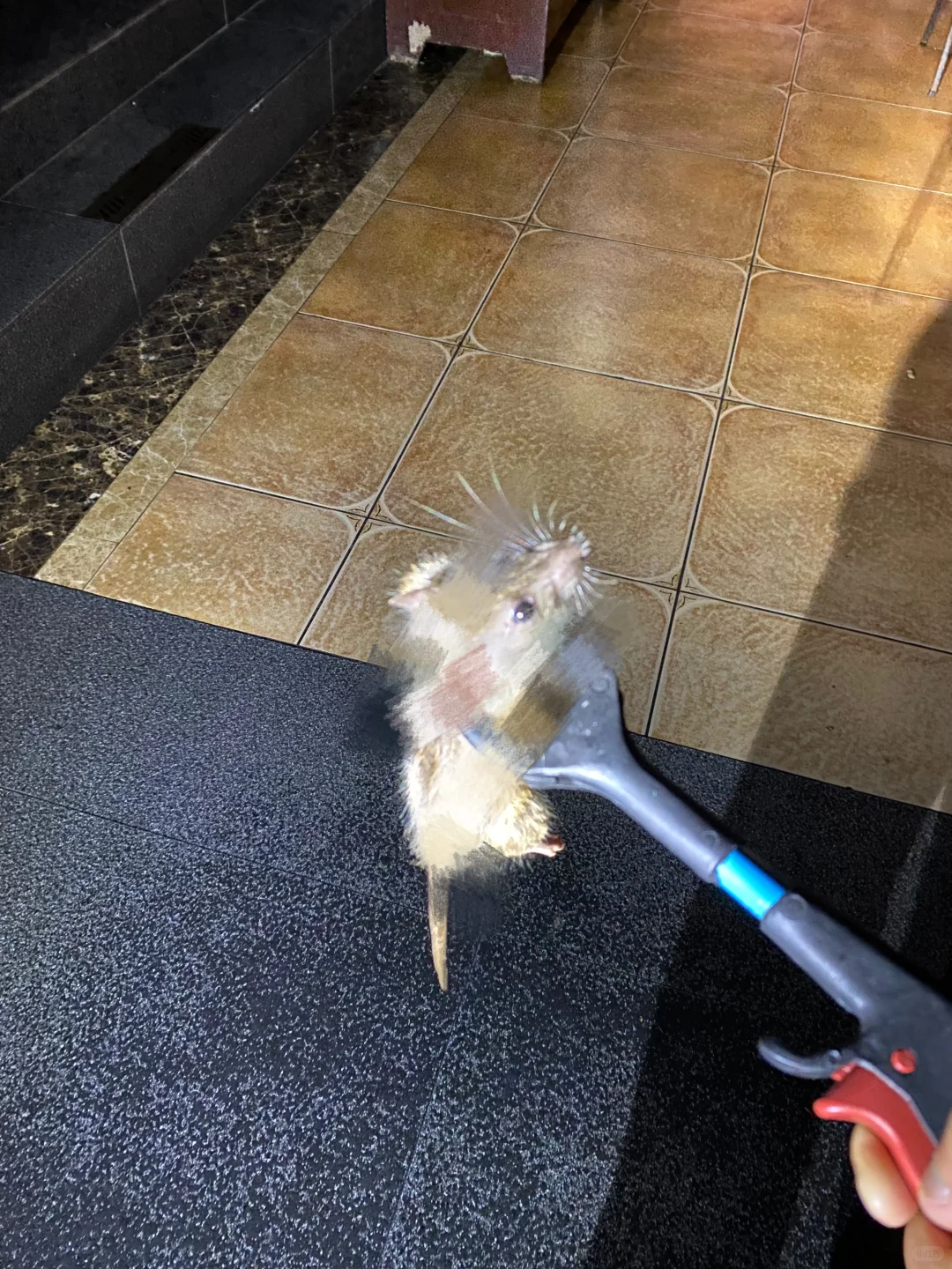 家里惊现老鼠!3天速抓+虫控内幕+避坑细节?