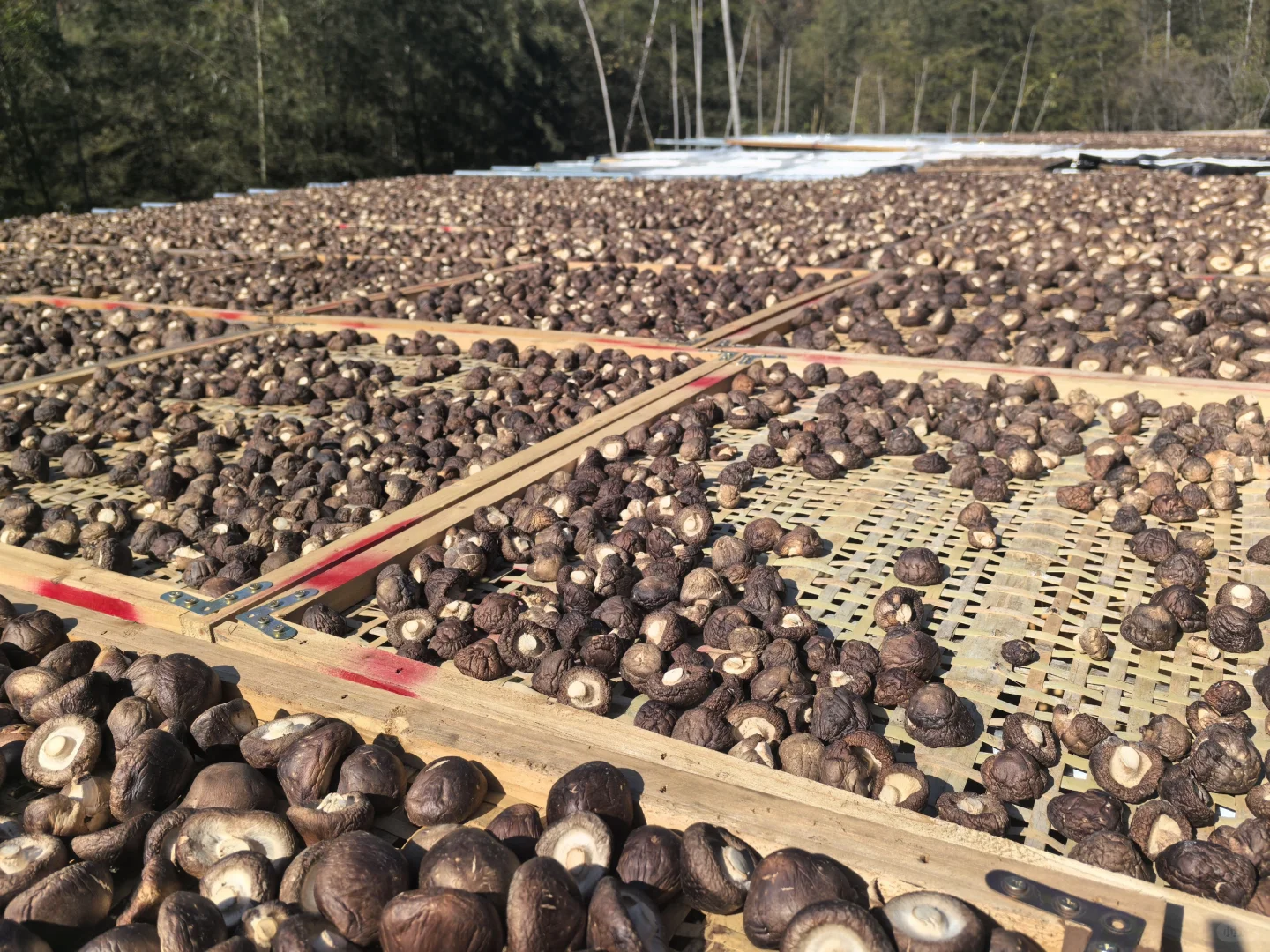 香菇，你就是我的精神粮食香菇???