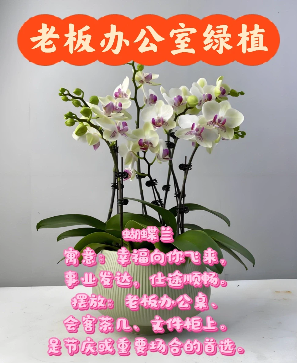 中山｜绿植租赁｜老板办公室植物推荐✨