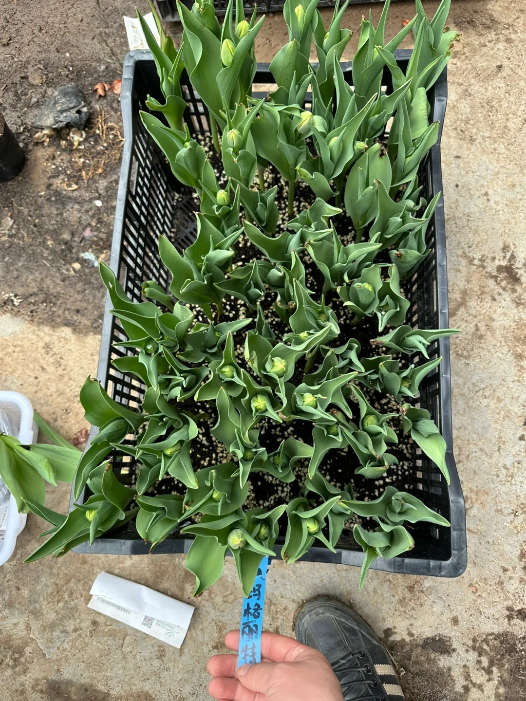 我家买的今年没种好的，联系我送带花苞的