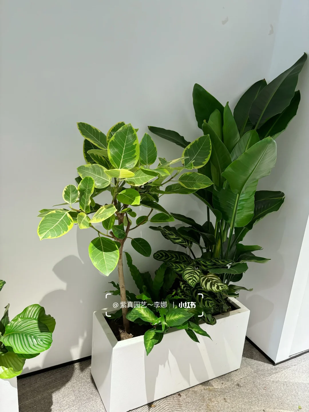 办公室里种一盆绿，治愈自己～