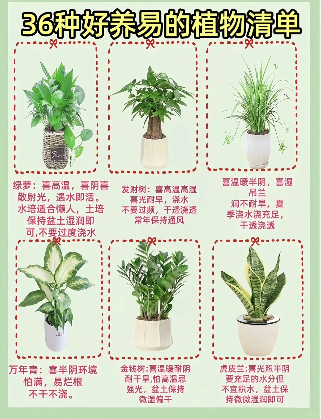 好养活的家居绿植！！！