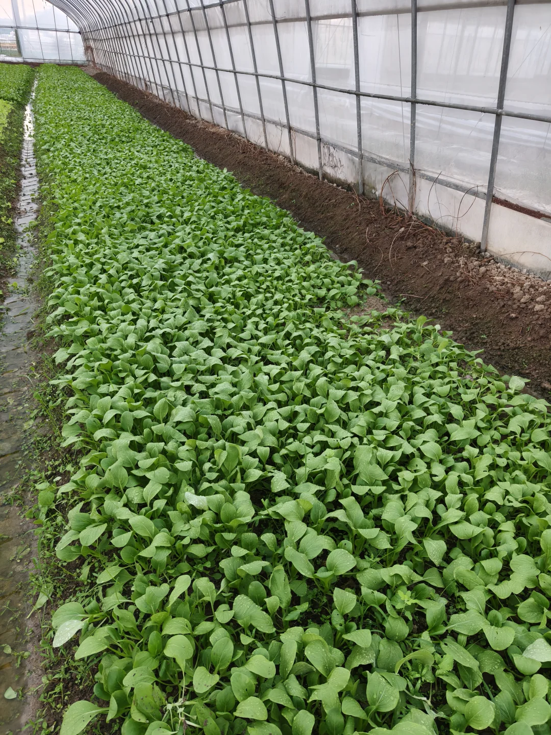 朝阳行业?我的新农人日记✨