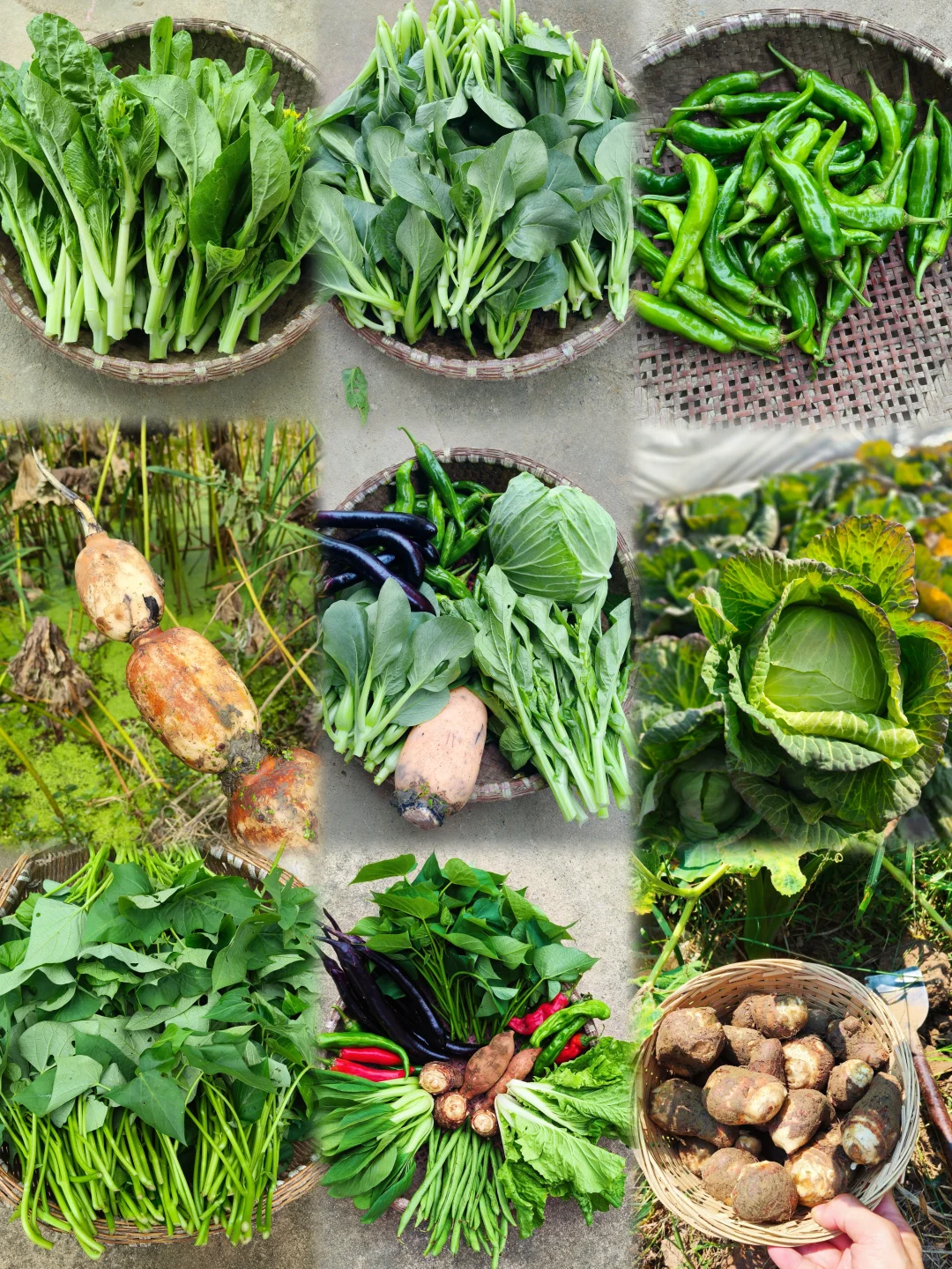 每月150供应一整月的农家应季绿色蔬菜