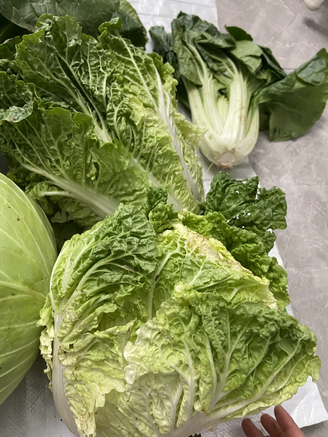 家庭种植有机蔬菜,可与湖北的朋友分享