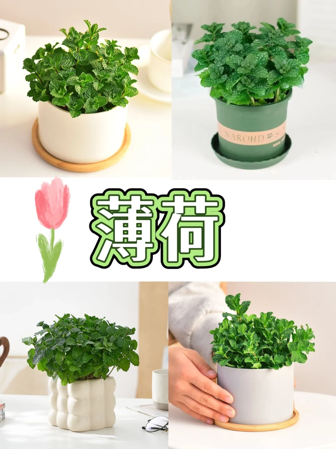 打工人桌面指南‼️自带香气的9⃣️款盆栽