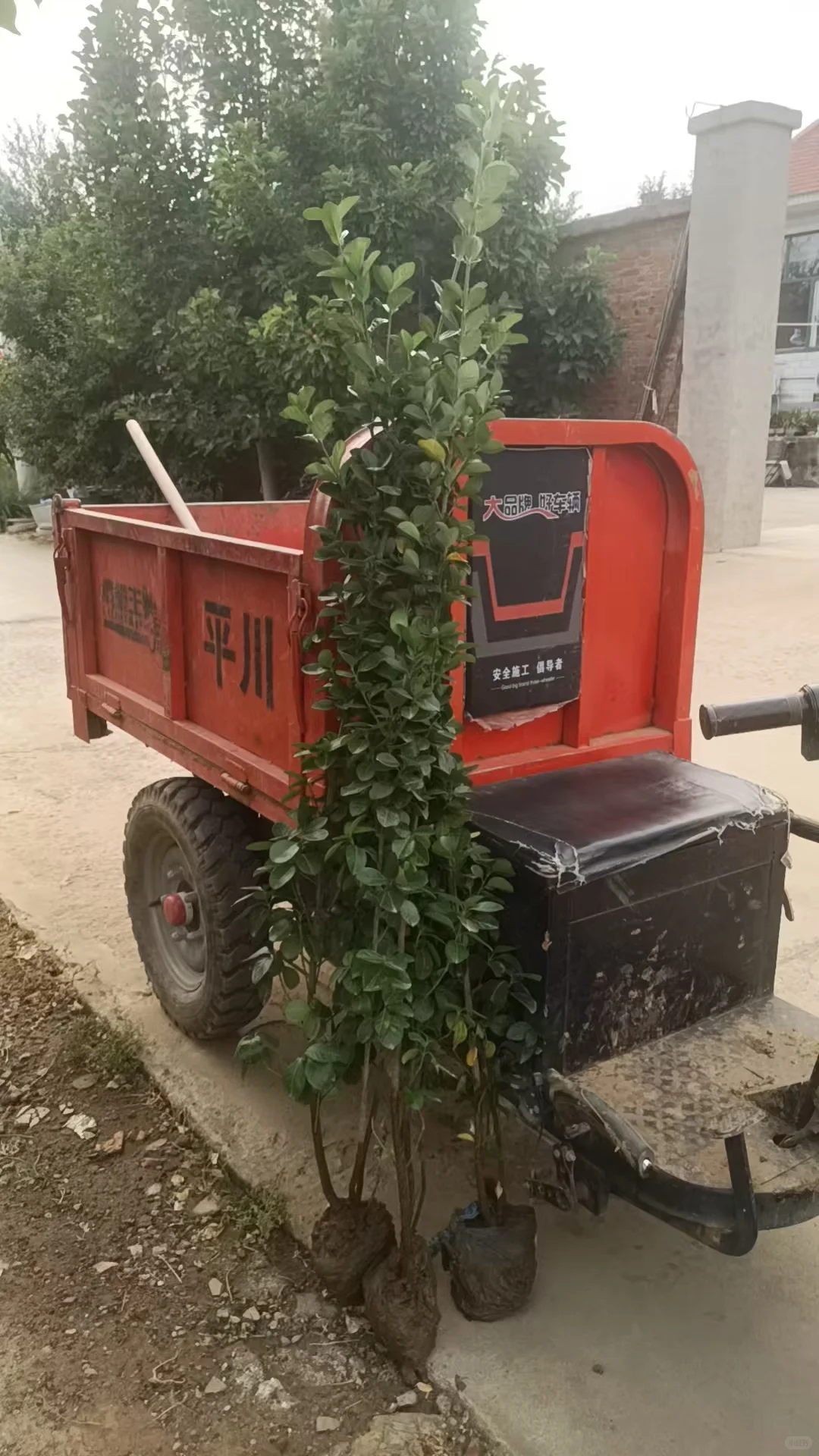 北海道黄杨苗木种植常青不落叶 各种苗木