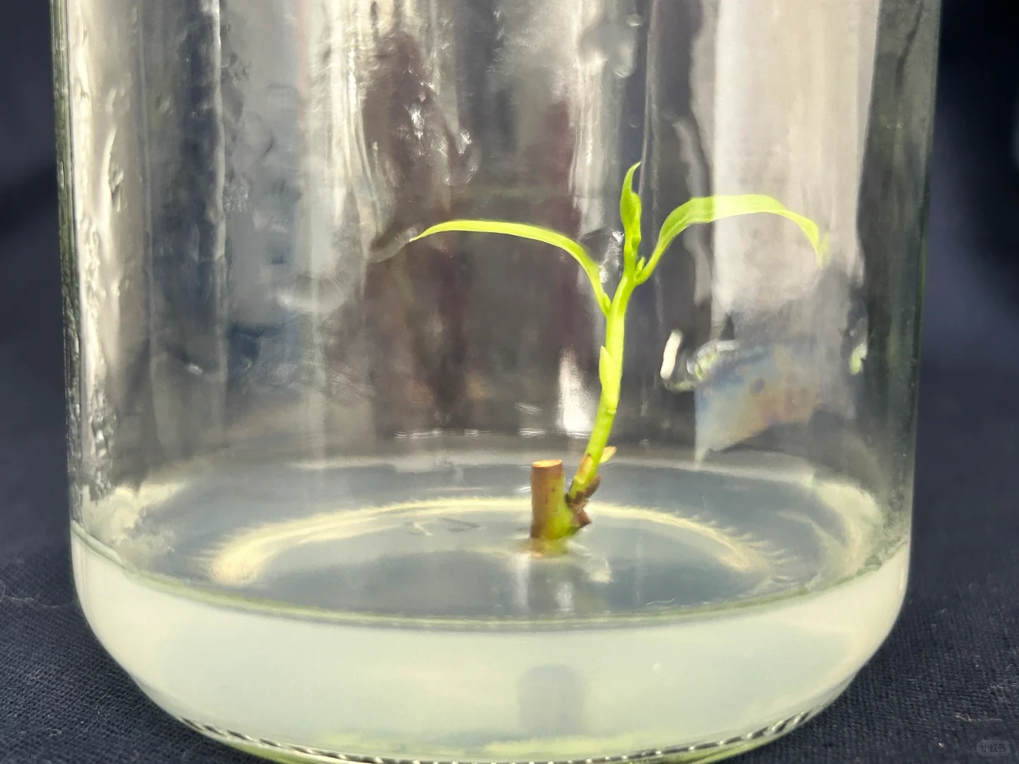 读研日记｜木本植物组织培养实验太神奇了
