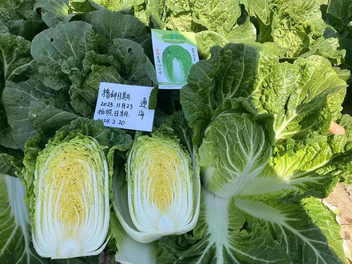 云南，云佳。云佳种业，甘兰种子，甘蓝种子