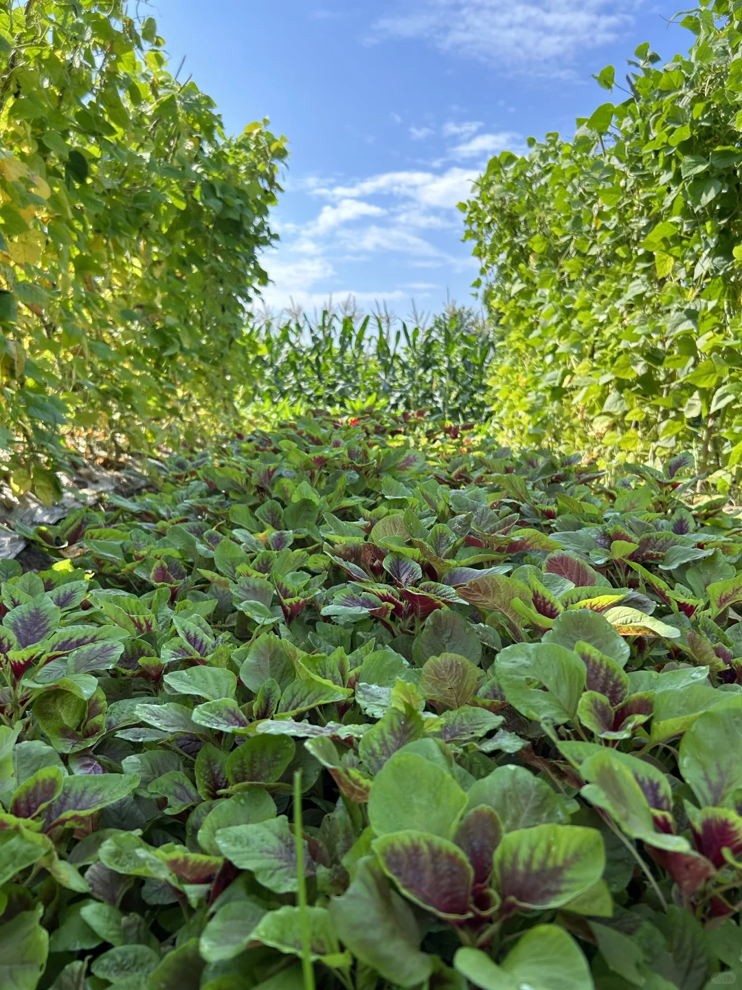 夏天的菜园满满当当 一顿八个菜 各个不重样