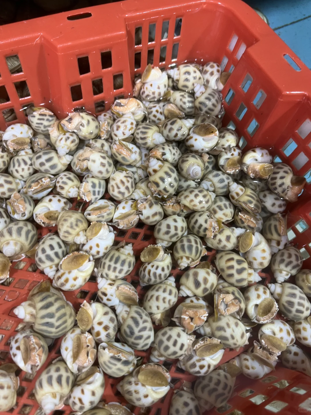 ? 上海江阳市场24h逛吃攻略