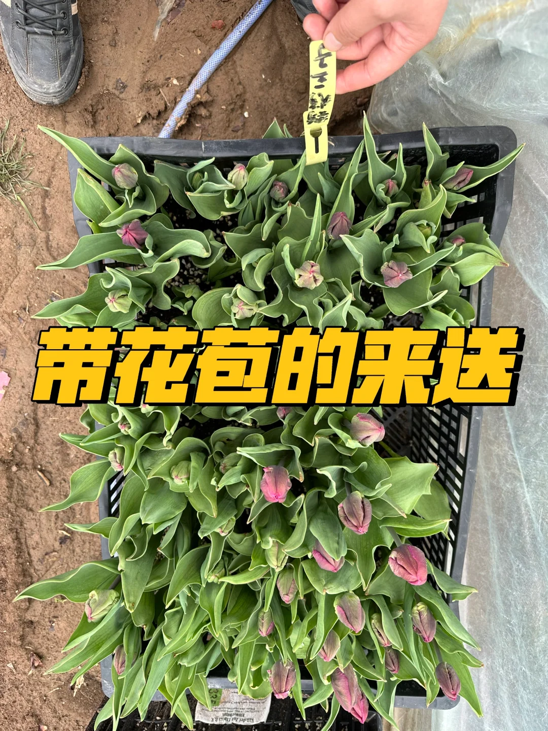 我家买的今年没种好的，联系我送带花苞的