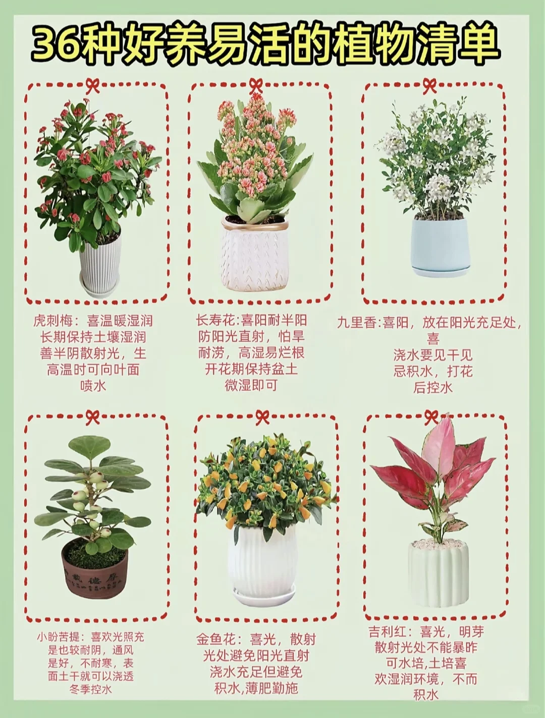 好养活的家居绿植！！！