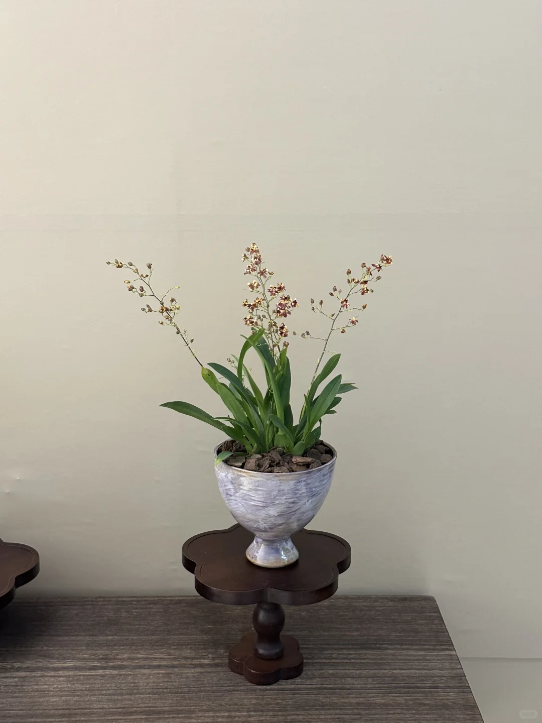 平价小众的绿植分享?